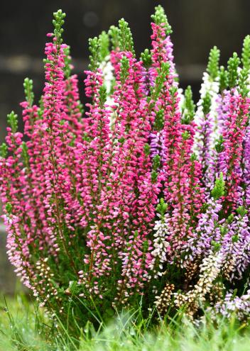 termékkategória kép